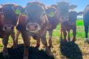 Hof Albers Limousin Rinder