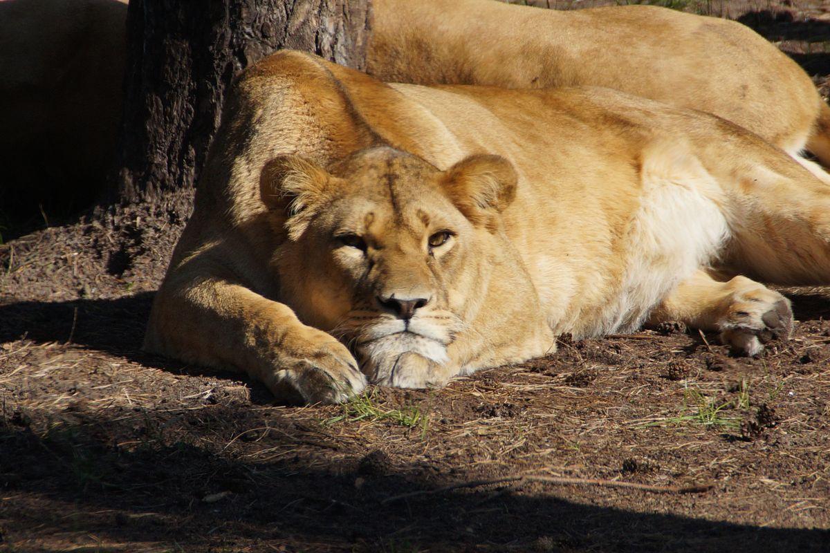 Gelangweilte Löwen im Serengeti Park Hodenhagen