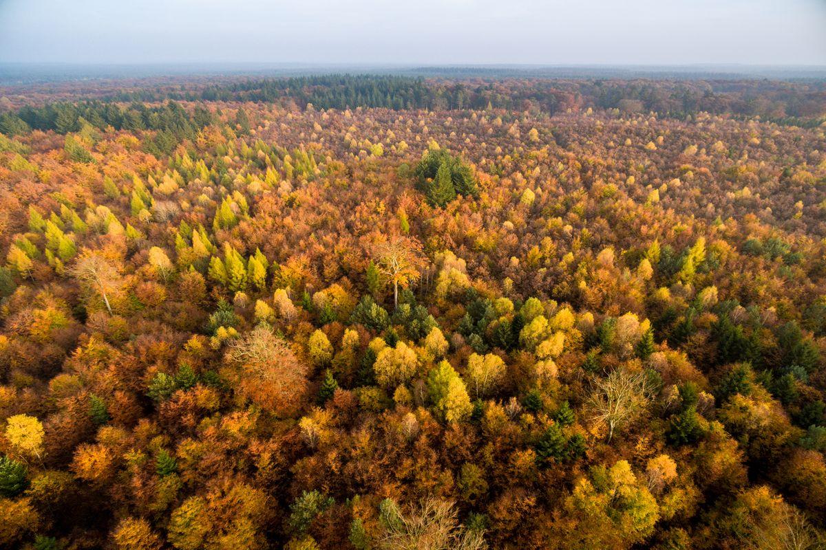 Luftaufnahme vom herbstlichen Lüßwald