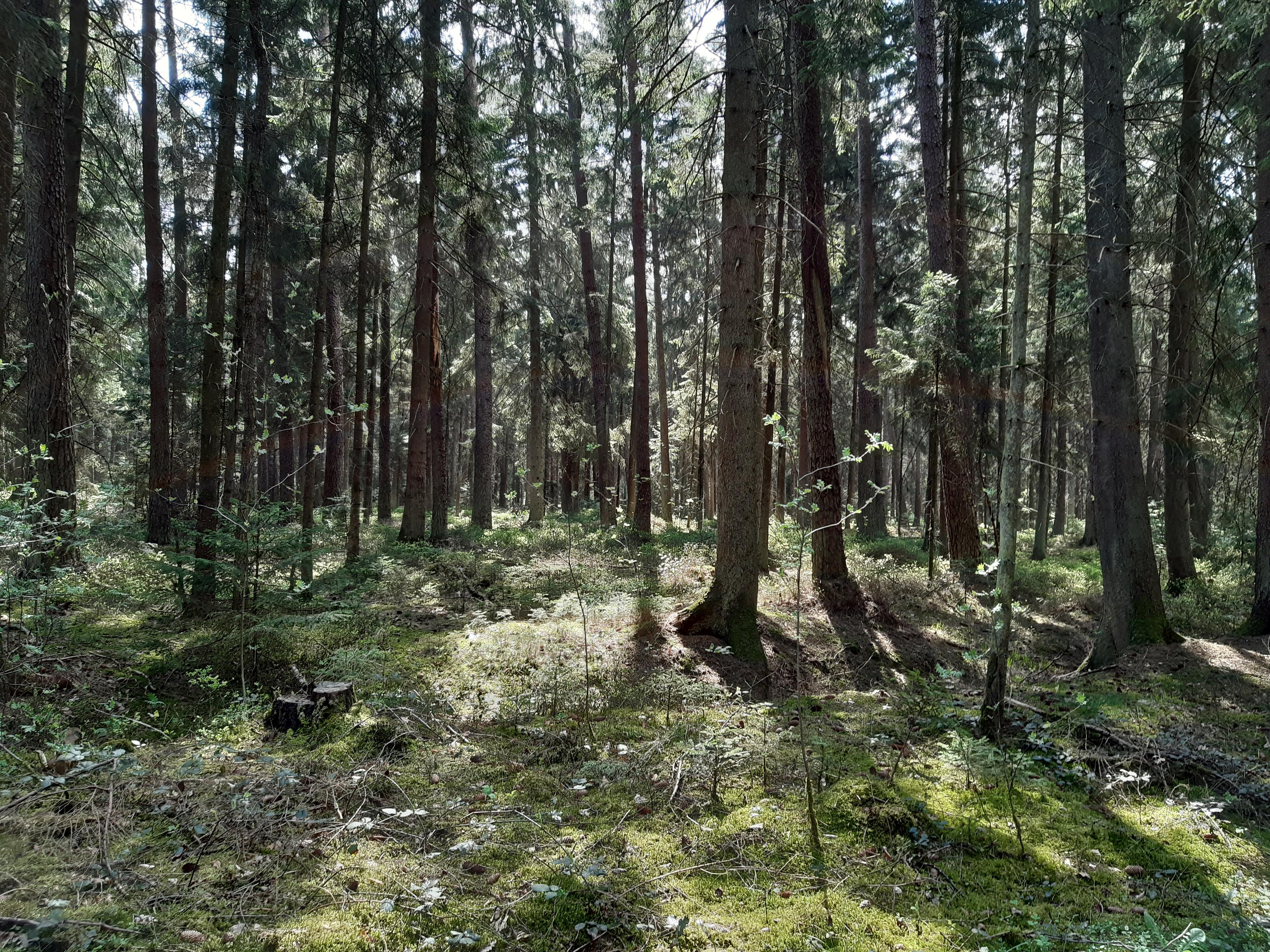 Wald bei Beutzen