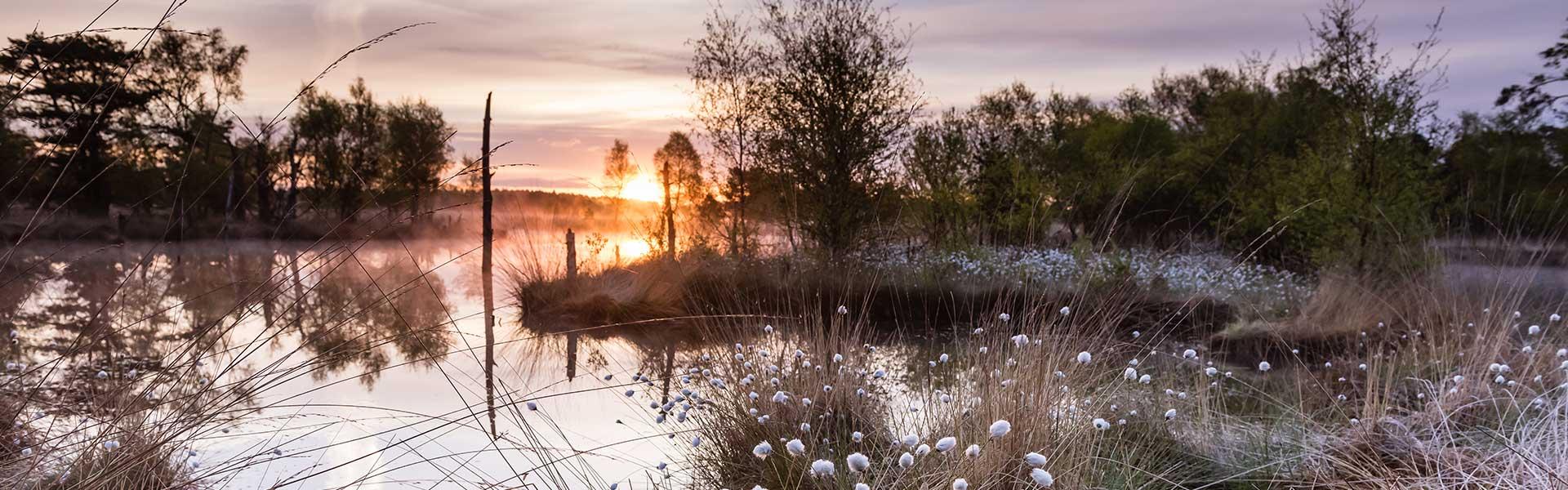 Pietzmoor Schneverdingen zum Sonnenaufgang