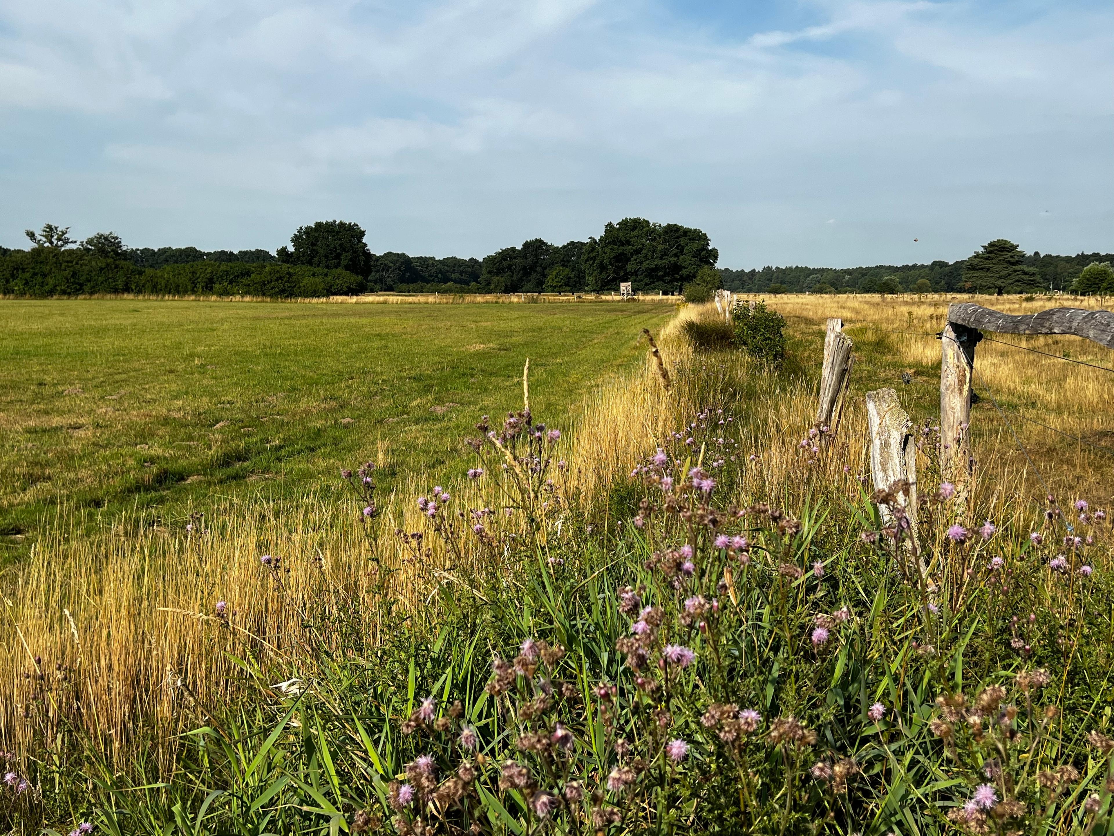 Hornbosteler Hutweide in der Südheide