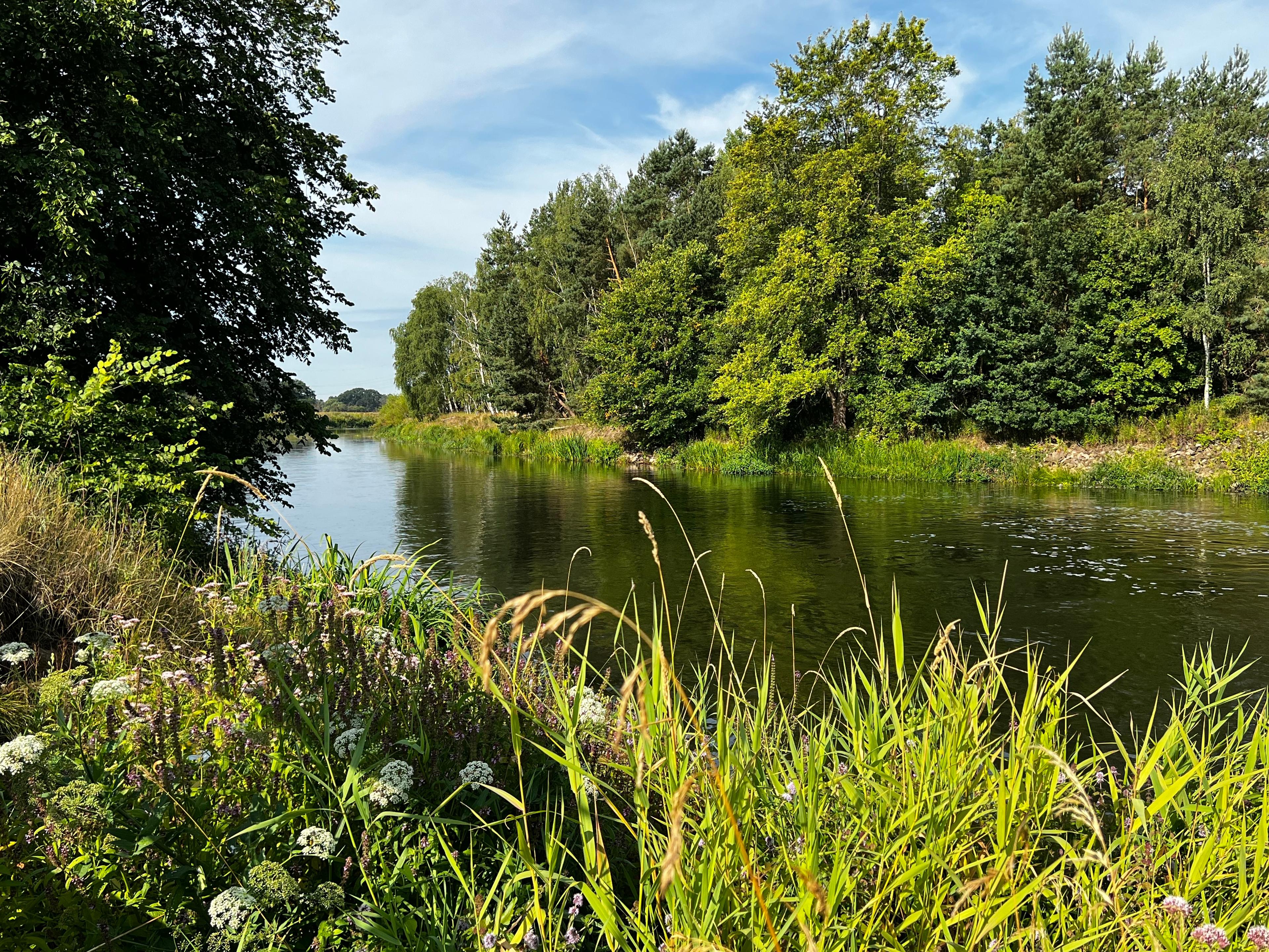 Hornbosteler Hutweide in der Südheide