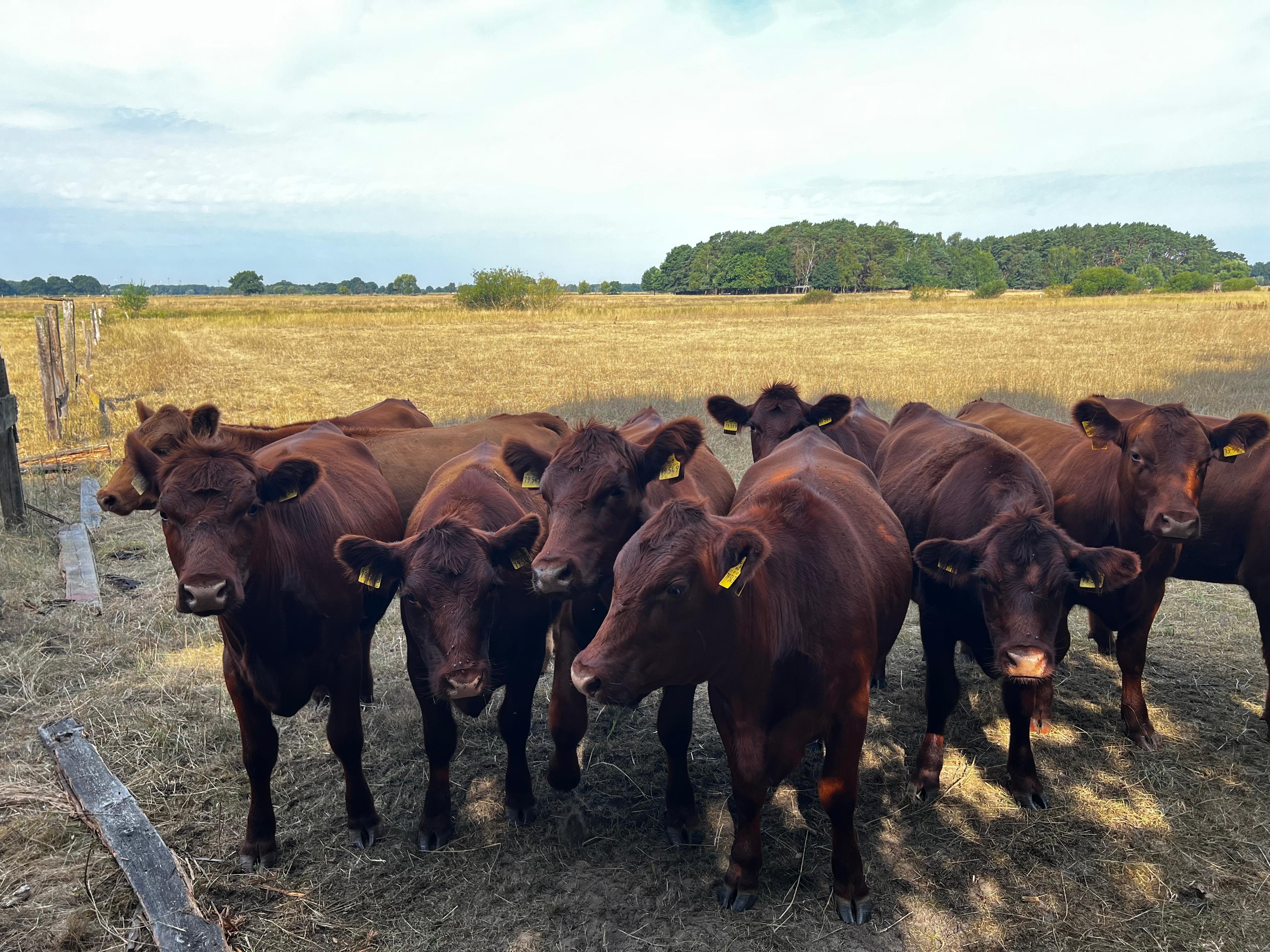 Rote Rinder auf der Hornbosteler Hutweide