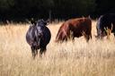 Rote Rinder auf der Hornbosteler Hutweide