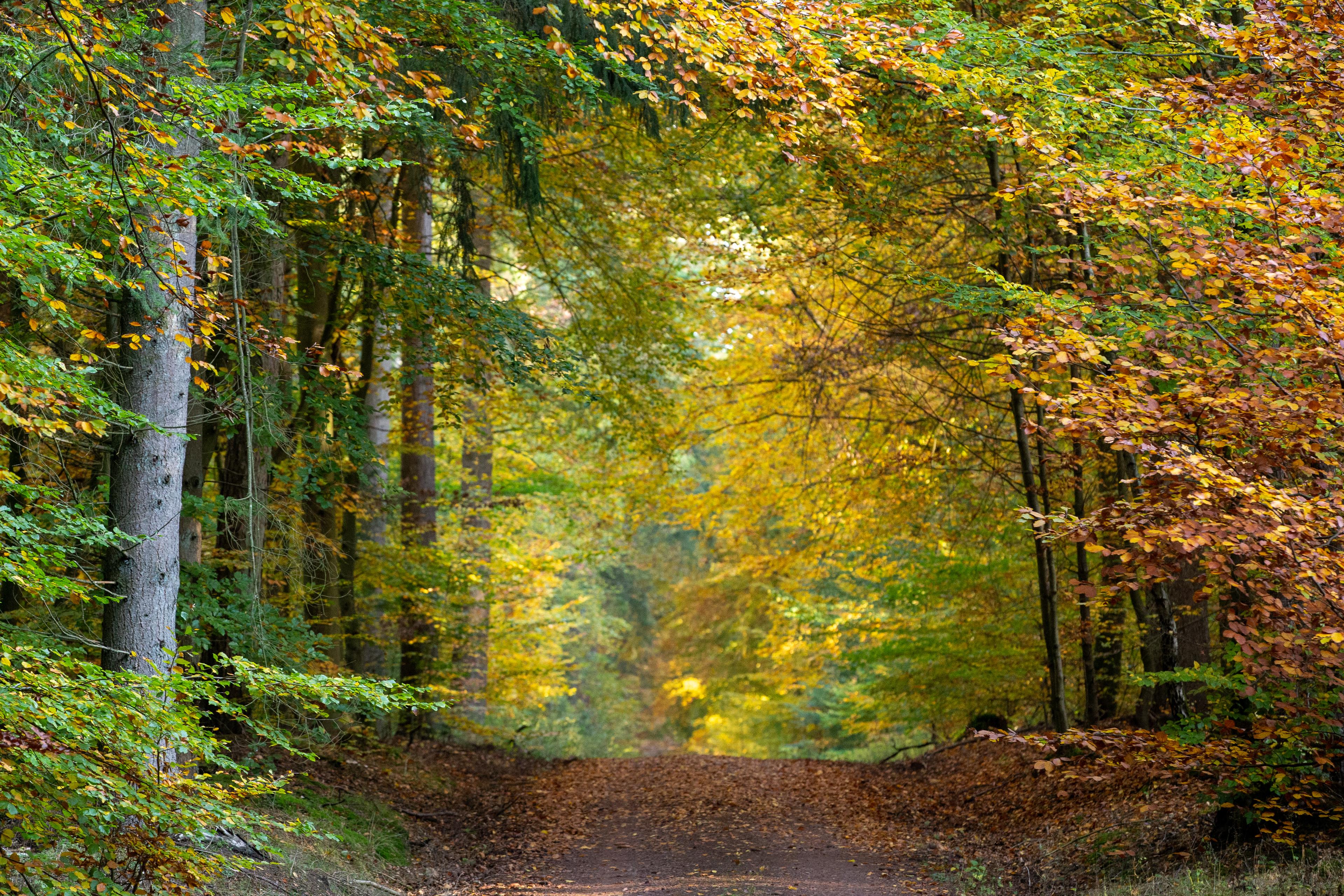 Herbstlicher Lüsswald