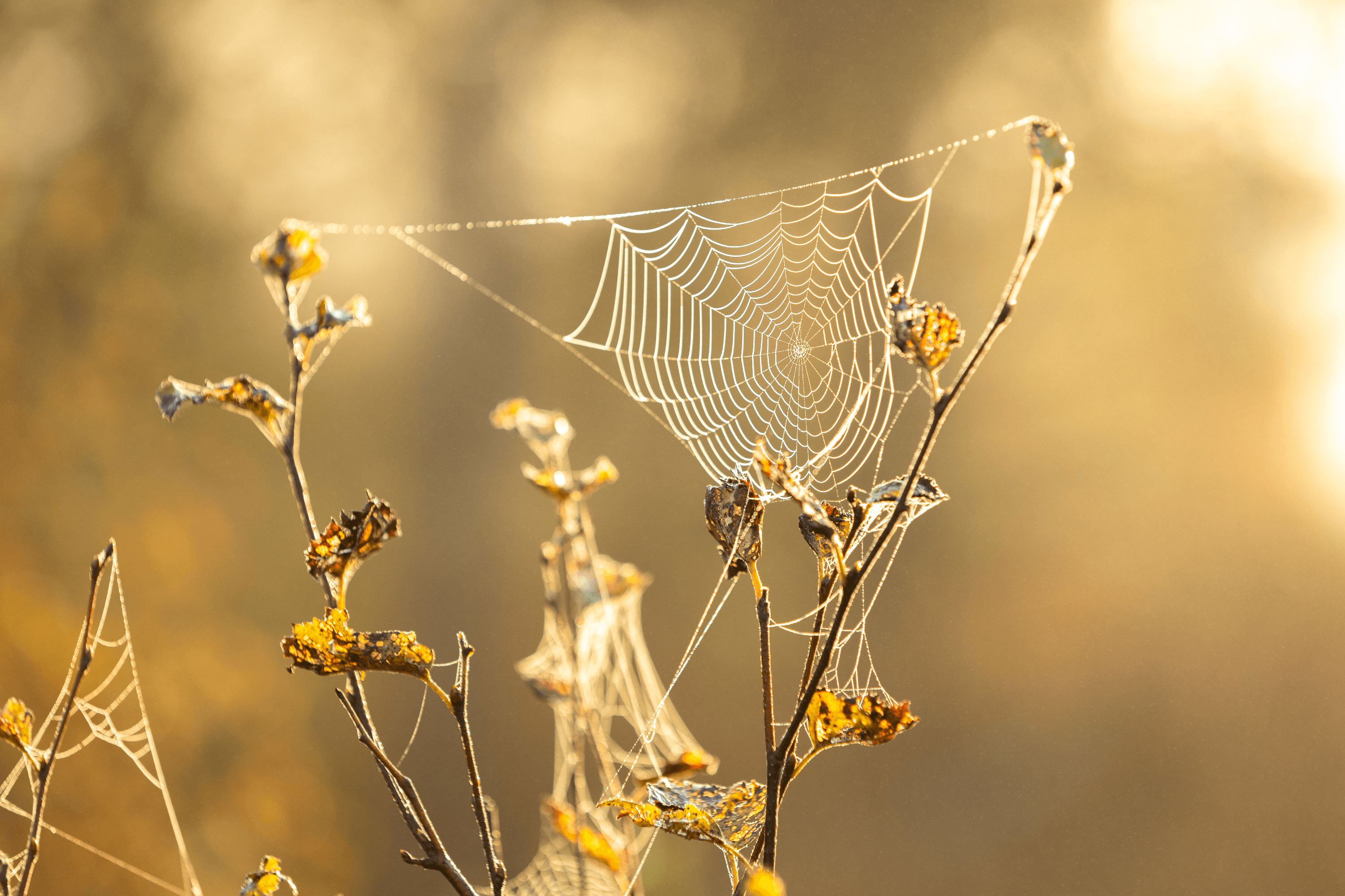 Herbststimmung im Pietzmoor