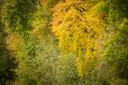 Herbststimmung an den Aschauteichen in Eschede