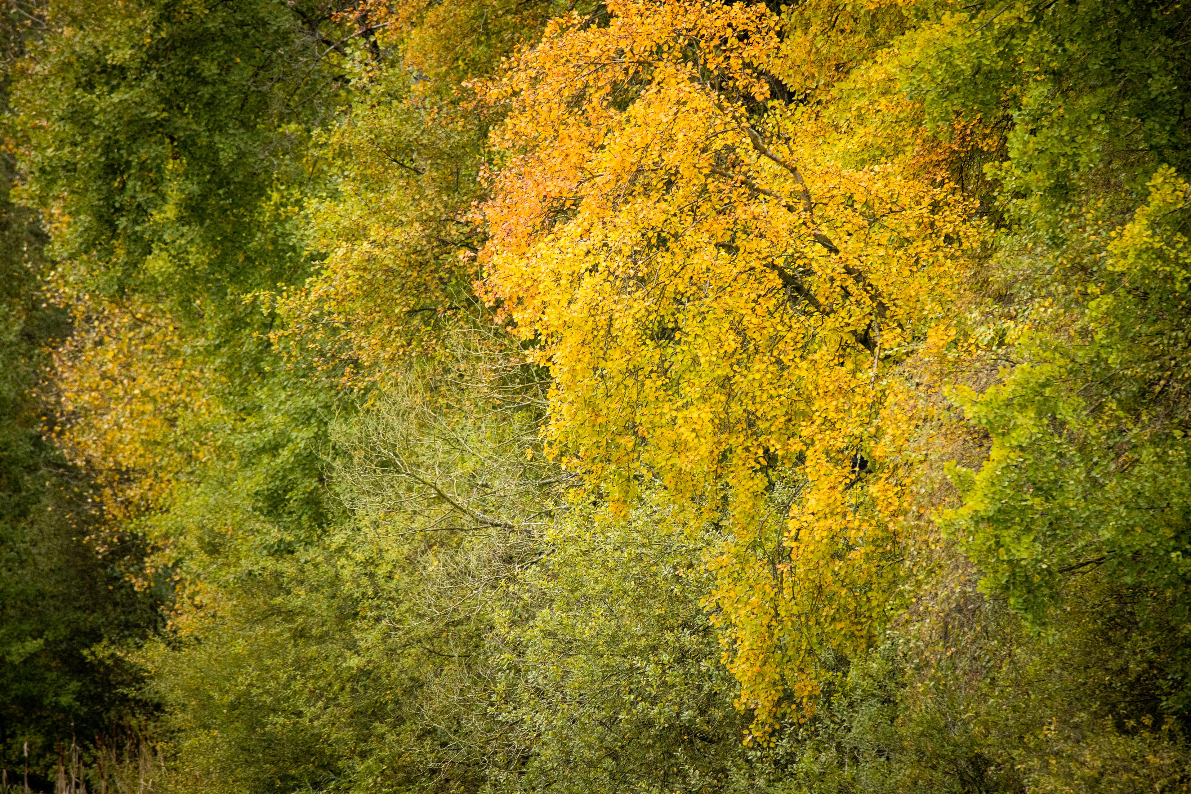 Herbststimmung an den Aschauteichen in Eschede