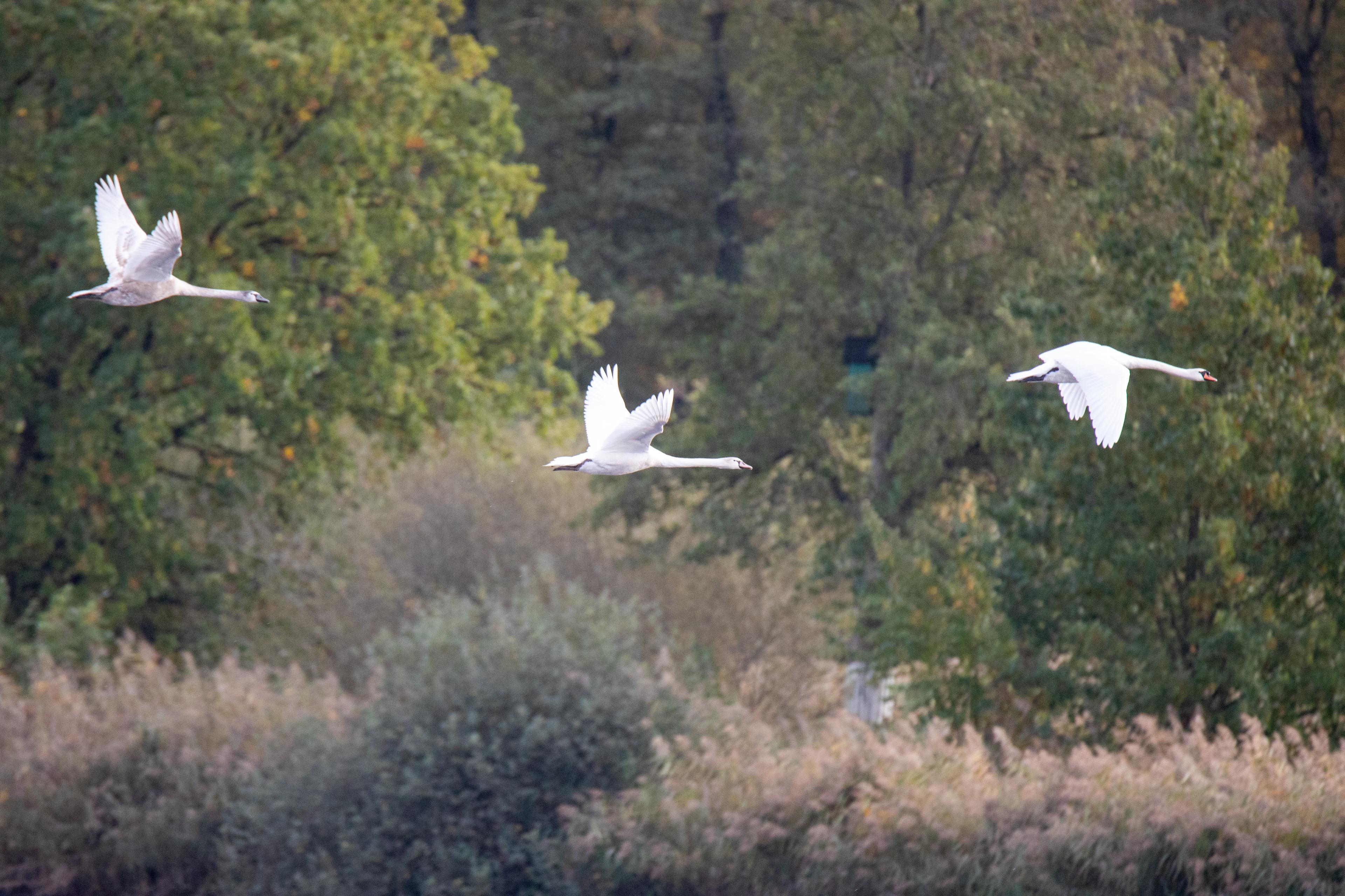 Vogelzug an den Meissendorfer Teichen 