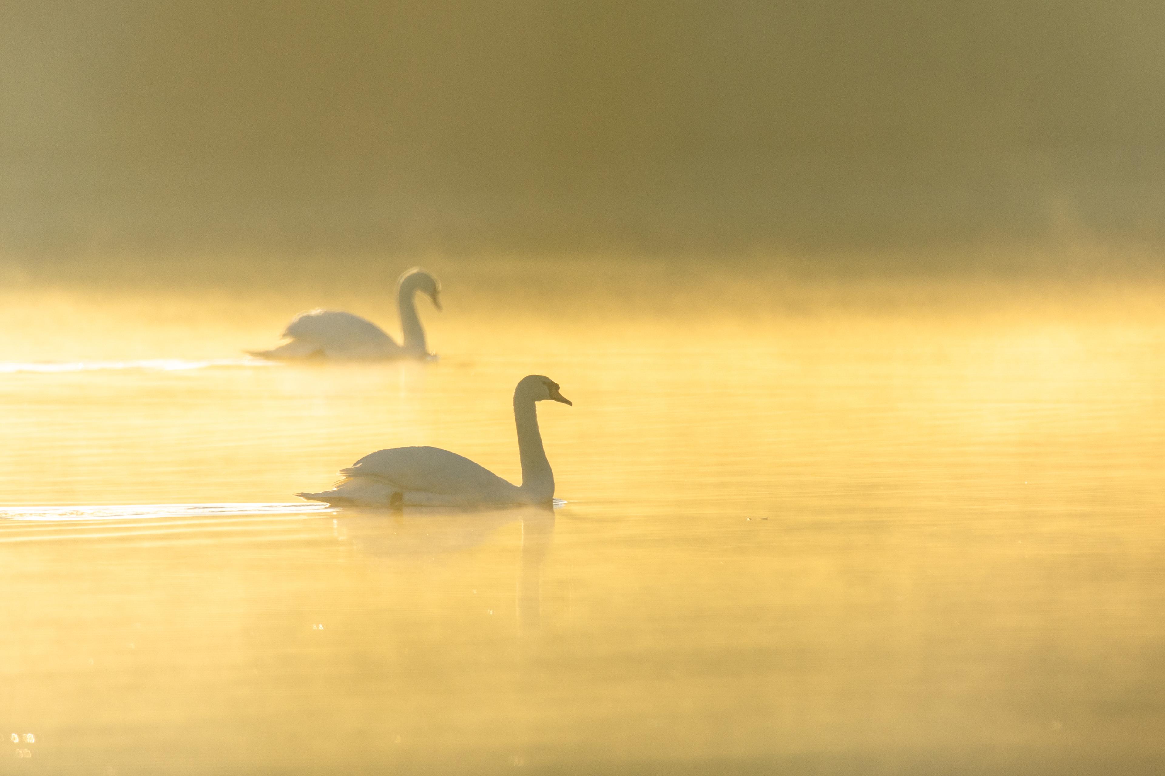 Sonnenaufgang an den Meissendorfer Teichen