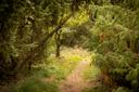 Wacholderwald Schmarbeck im Herbst