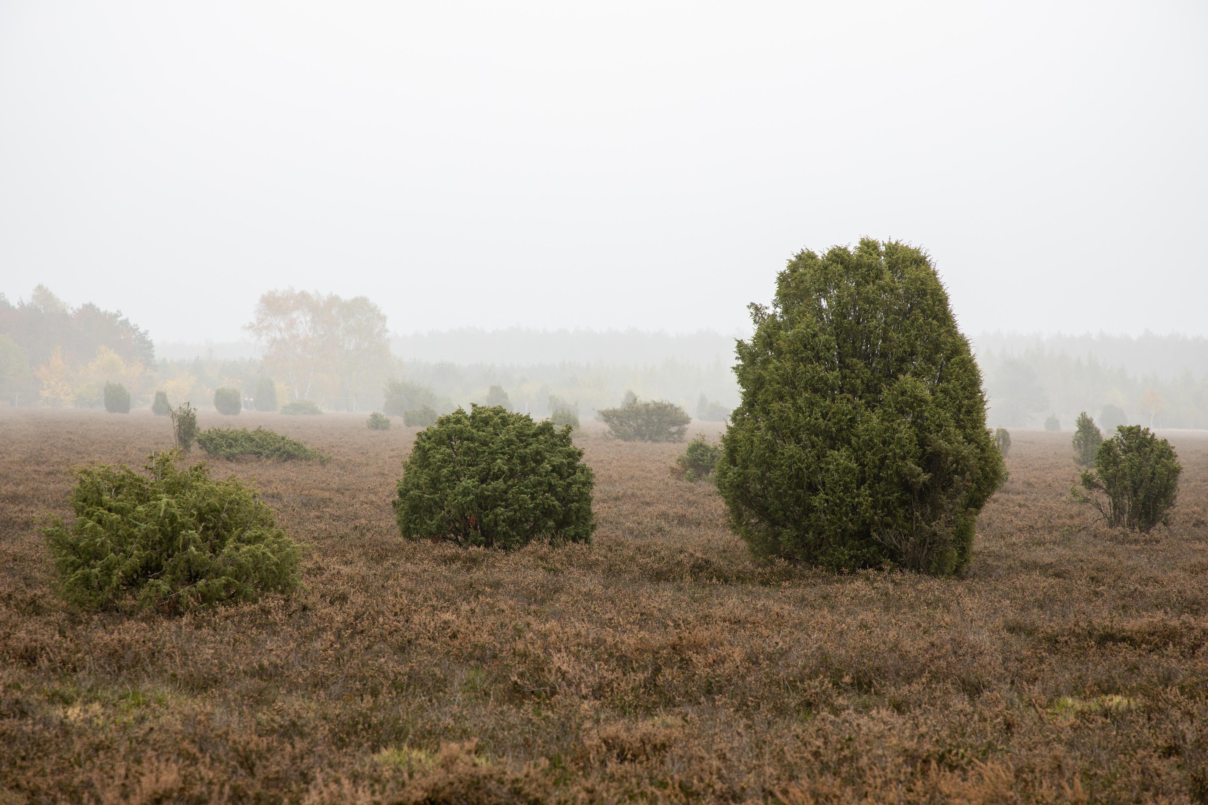 Wacholderwald Schmarbeck im Herbst