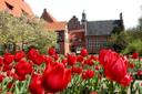 Tulpen im Rathaus-Innengarten, Lüneburg