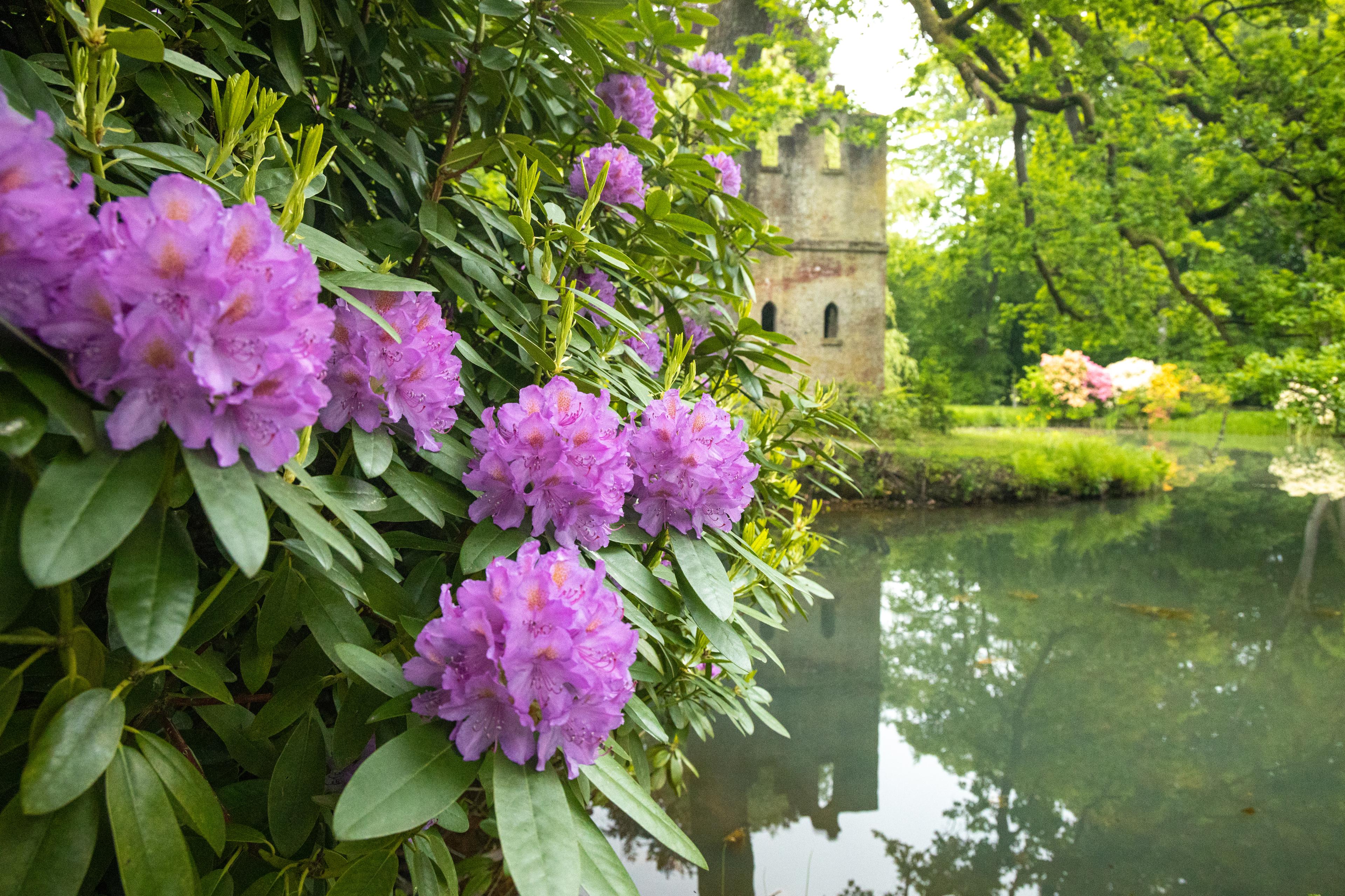 Rhododendron Blüte in Breidings Garten Soltau