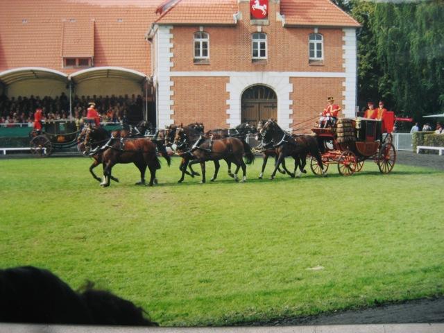 Hengstparade in Celle