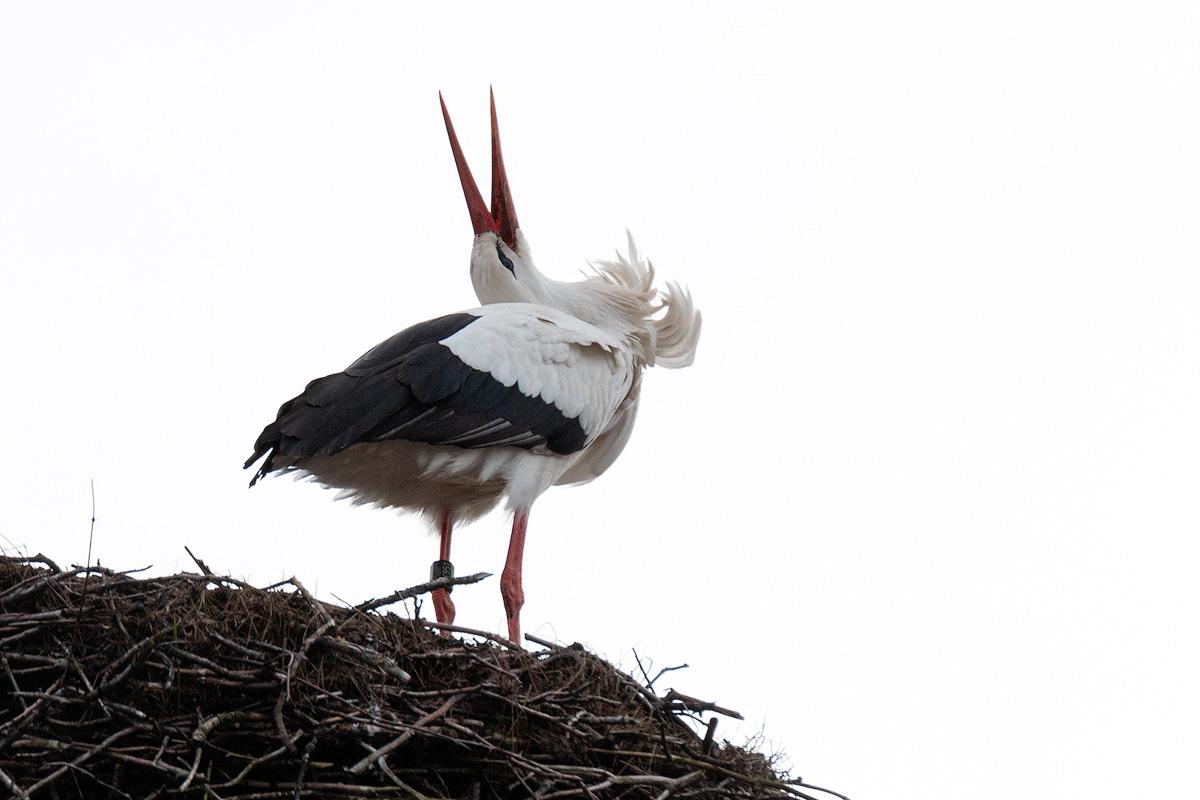 Stork season in the Luneburg Heath