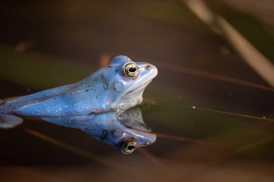 Natural spectacle of blue frogs in spring