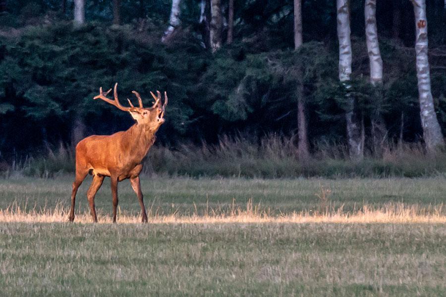 Stag rutting season - see the kings of the forest and their autumnal duels