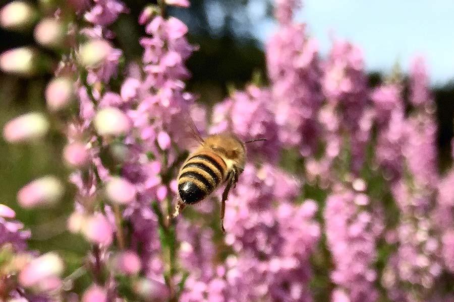 The Luneburg Heath Bees harvest the delicious Luneburg Heath Honey