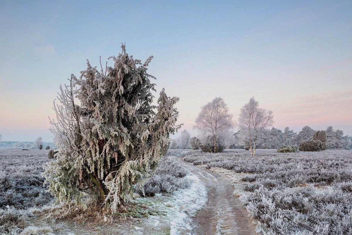 Lüneburger Heide im Winter 