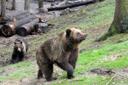 Wildpark Schwarze Berge - europäische Braunbären