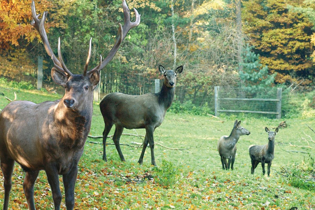 Wildpark Schwarze Berge - Maral-Familie 