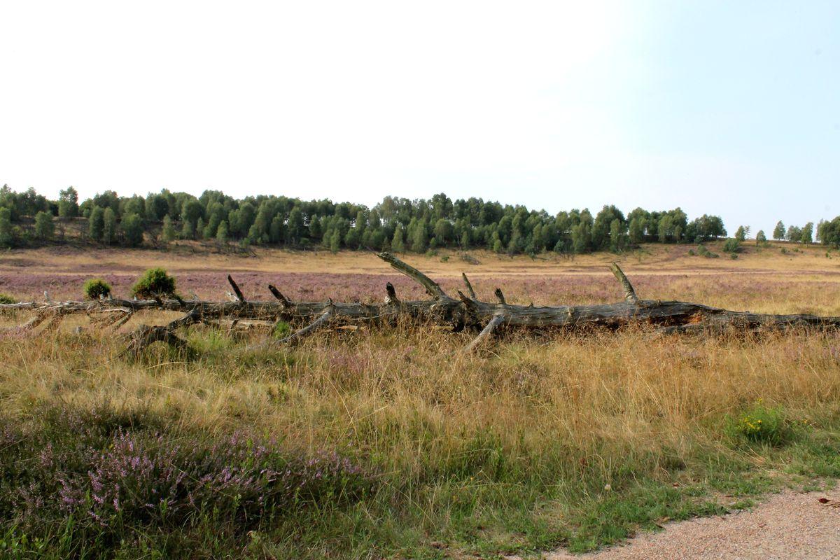 Niederhaverbeck: Dead wood and living heath (7 km)